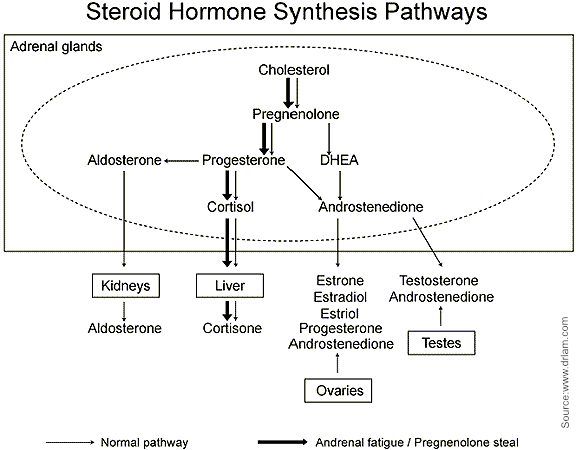 Adrenal hormone pathwway